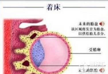 盤點胚胎著床后的注意事項，看完才知道這些……