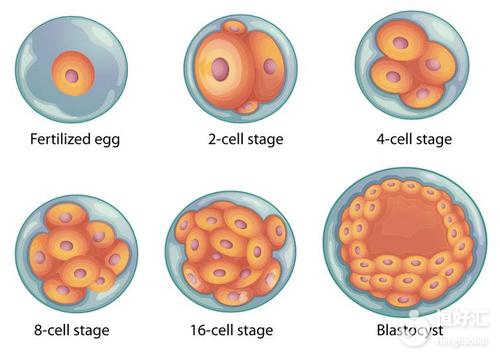 囊胚培養(yǎng)的優(yōu)點和缺點，或許與你了解的不一樣！