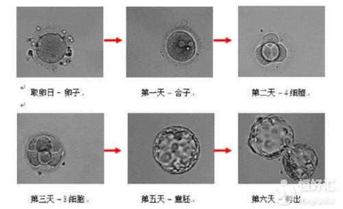 想養(yǎng)囊胚提高受孕率？首先要看自己合不合格