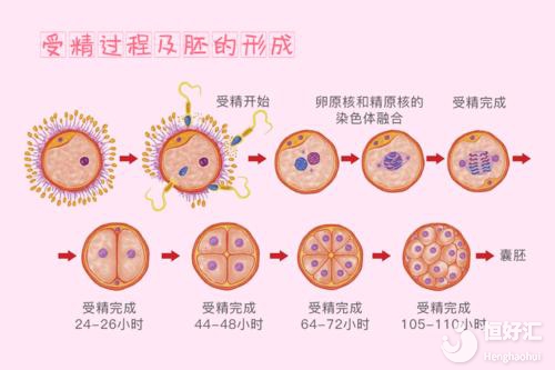 試管嬰兒胚胎發(fā)育過程，你不知道的還有這些