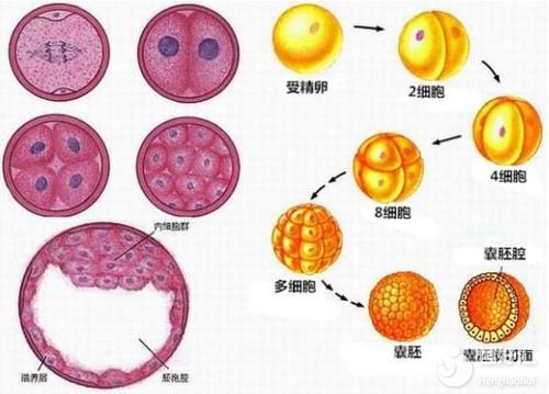 試管嬰兒胚胎類型揭秘，是你想象中的樣子嗎？