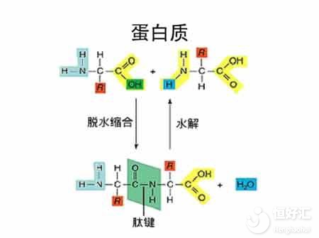 蛋白質(zhì)在孕期起著重要作用，別再忽略了！