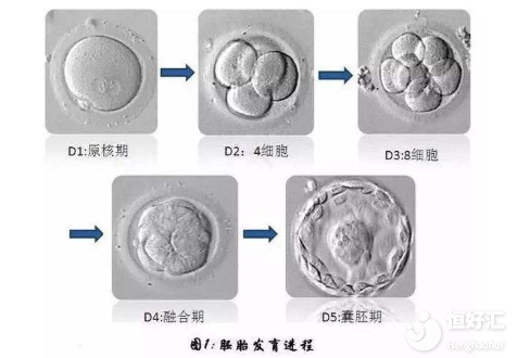 胚胎培養(yǎng)成功率高嗎？看完這個全懂了