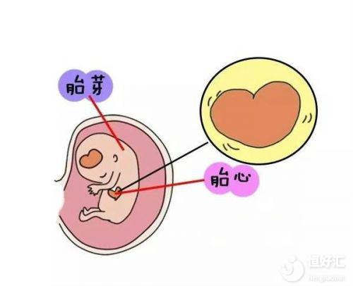 試管嬰兒胚胎著床后多久能聽到胎心？