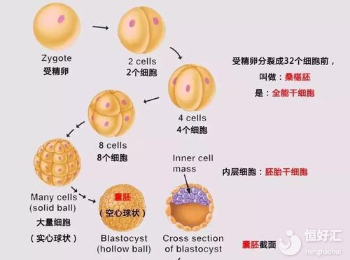 揭秘試管嬰兒胚胎發(fā)育過程，你全都知道了嗎？