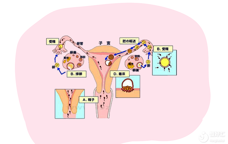 繼發(fā)性不孕跟這些原因有關(guān)，希望你巧妙避開！