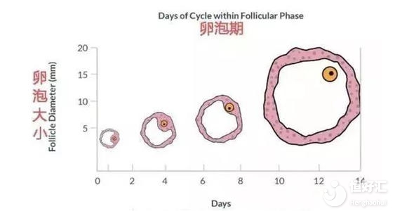 做試管促排排卵多好還是少好？這個數(shù)是關(guān)鍵