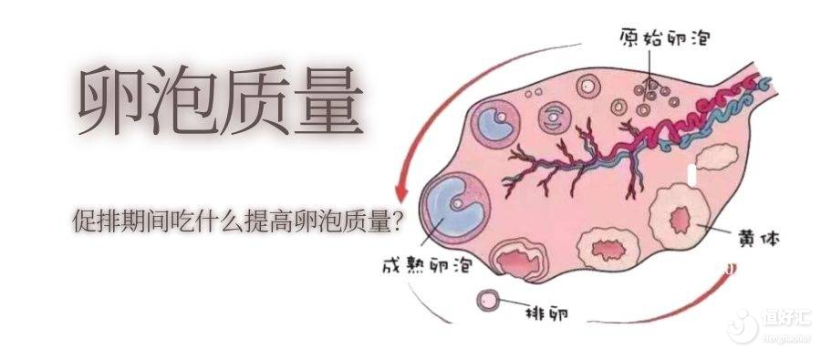 卵泡原因