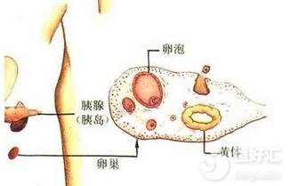 卵泡發(fā)育不好的這些原因你都知道嗎？