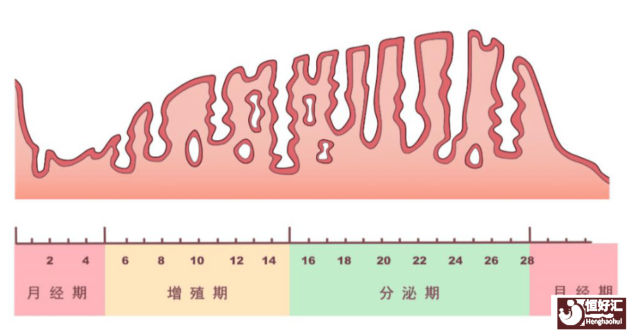 為什么B7內(nèi)膜不適合試管嬰兒移植？原因有三個(gè)！