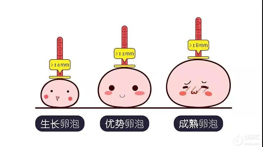 卵泡發(fā)育不良的7個原因？該怎么辦？