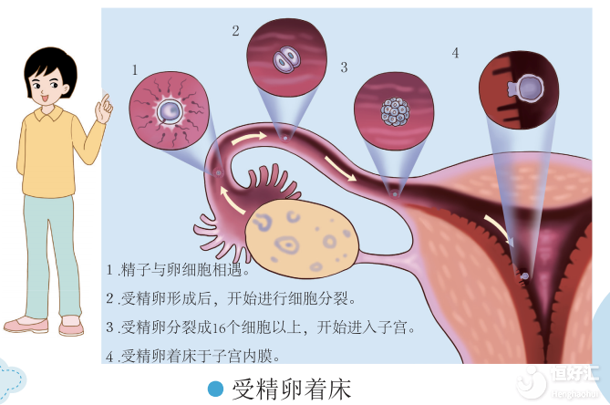 【試管知識】精卵結(jié)合形成受精卵需要多久？